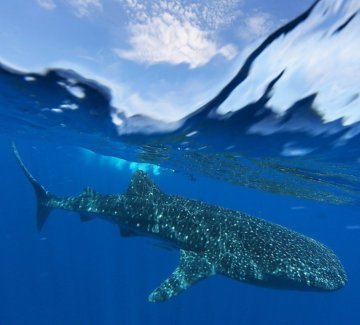 Whale SharkTours